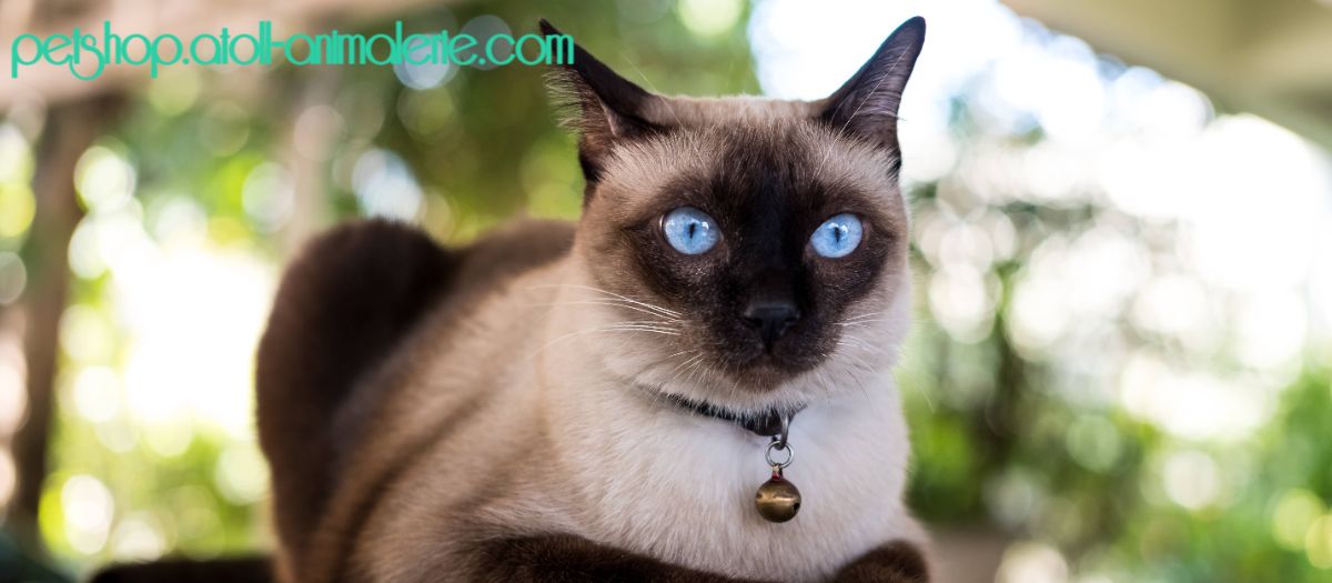 petshop.atoll-animalerie.com